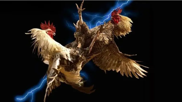 Đá Gà Nohu90 Đẳng Cấp Thượng Lưu Và Trải Nghiệm Đỉnh Cao