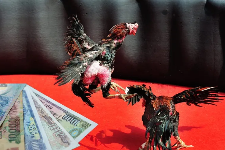 Chinh Phục Cách Chơi Đá Gà Sabong Tại Nohu90 Chuyên Nghiệp 1 Chinh Phục Cách Chơi Đá Gà Sabong Tại Nohu90 Chuyên Nghiệp